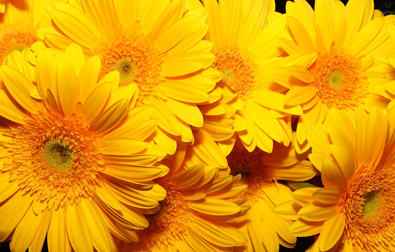 Photo wallpaper flowers, background, yellow, very