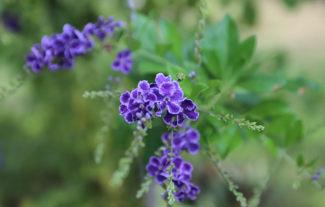 Photo wallpaper flowers, blur, lilac, inflorescence
