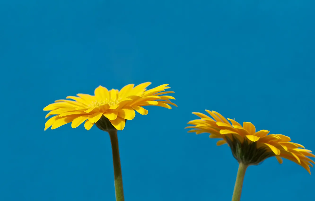 Photo wallpaper the sky, petals, gerbera