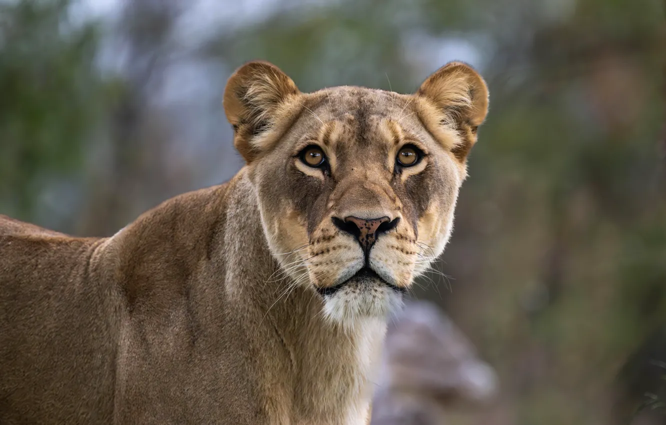 Photo wallpaper look, face, portrait, lioness
