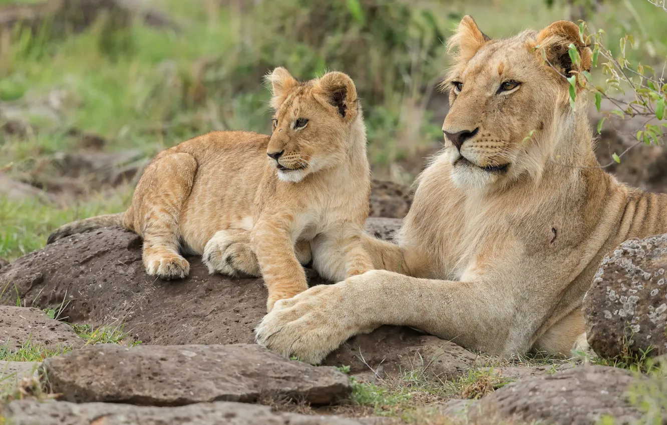 Photo wallpaper stay, two, Leo, baby, pair, lies, lioness, mom