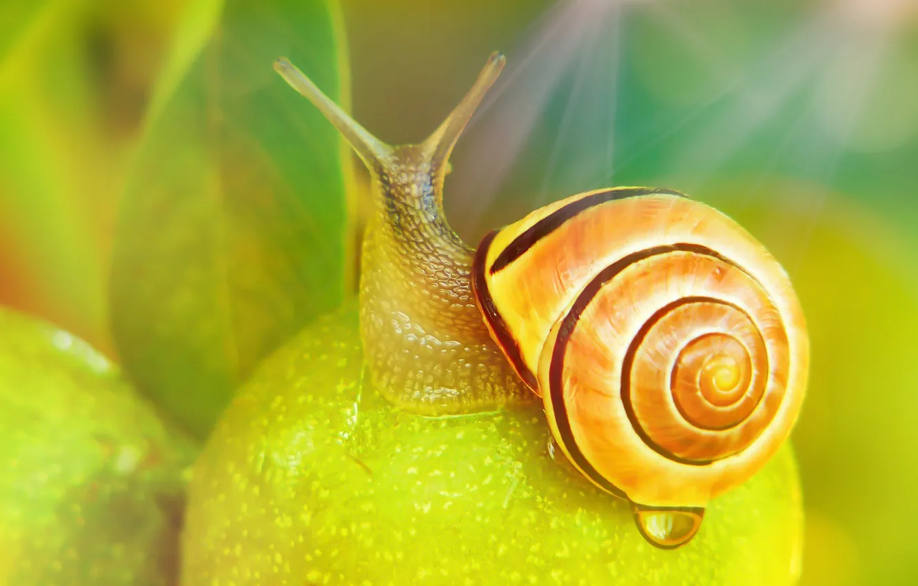 Photo wallpaper summer, leaves, drops, macro, rays, light, green, background