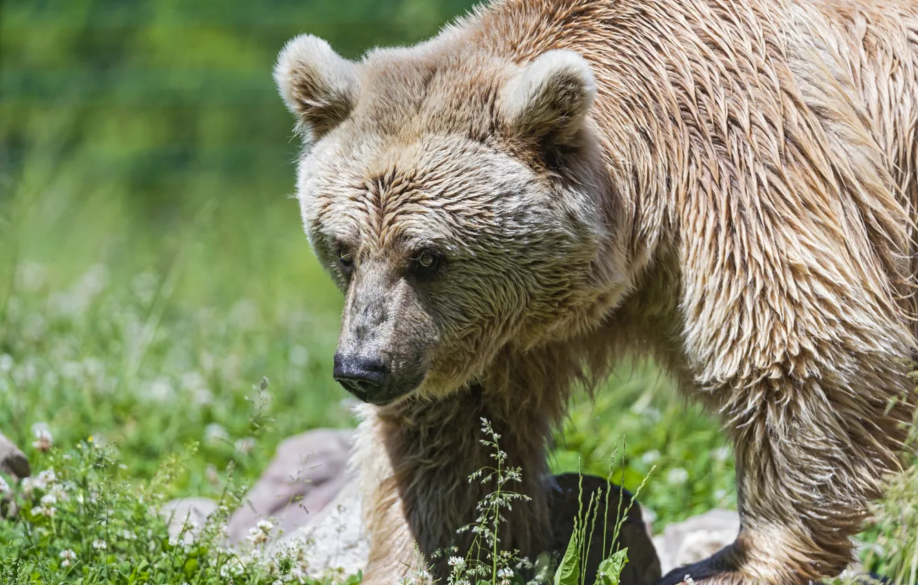 Photo wallpaper bear, beast, the Bruins