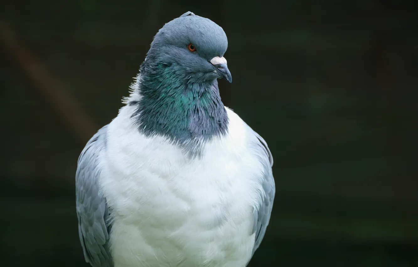Photo wallpaper background, bird, portrait, pigeons, handsome, white breast
