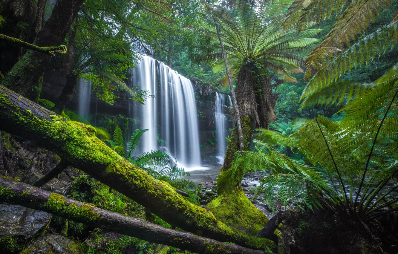 Photo wallpaper forest, waterfall, moss, Australia, fern, logs, Australia, Tasmania