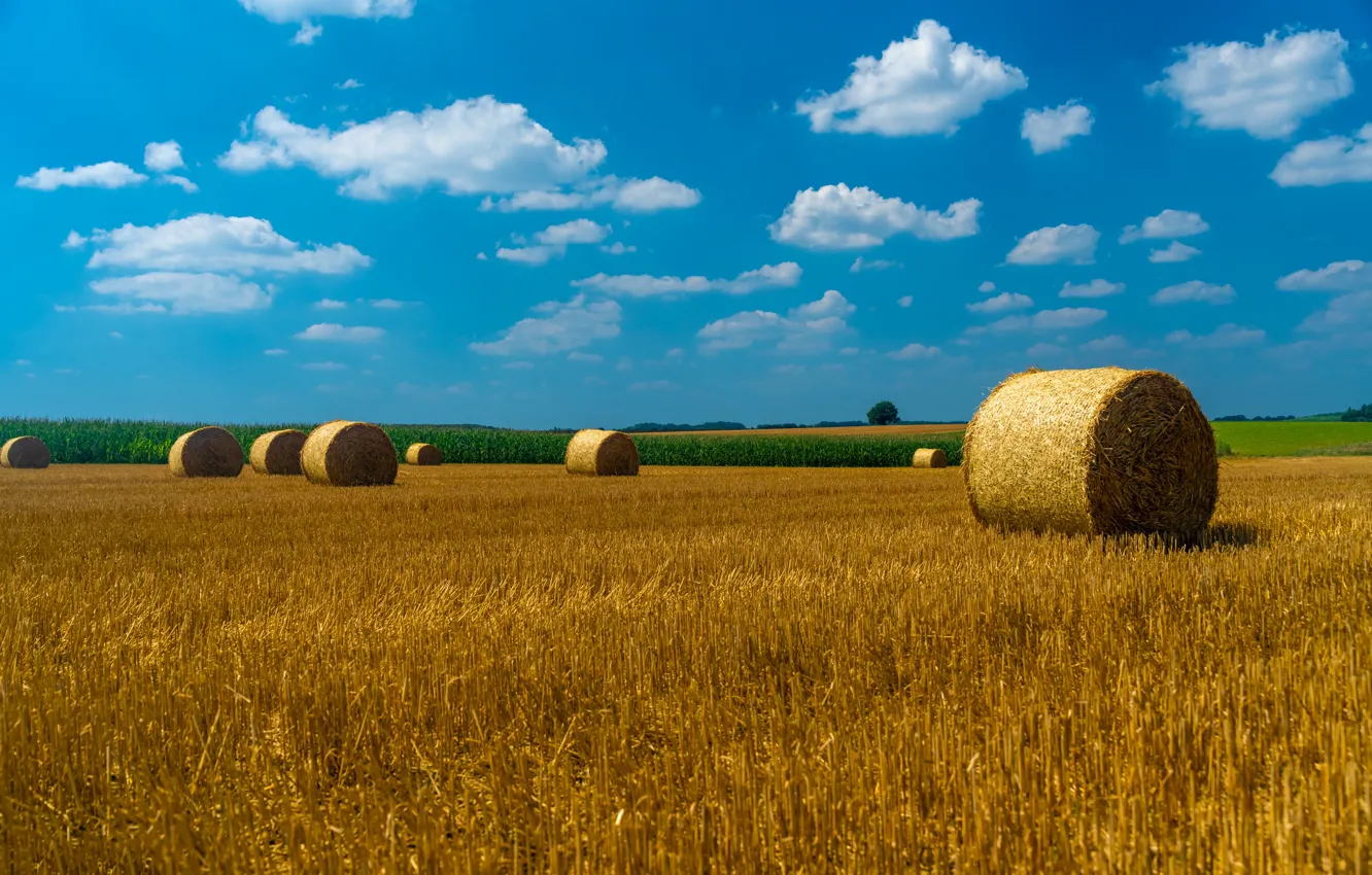 Photo wallpaper field, hay, straw, Kip