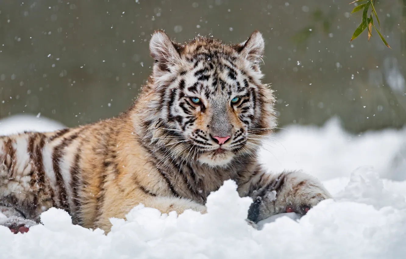Photo wallpaper winter, white, look, snow, nature, tiger, pose, the snow