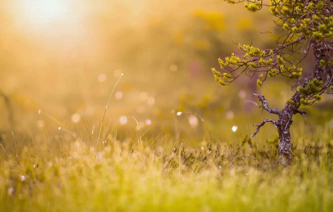 Photo wallpaper summer, grass, light, nature