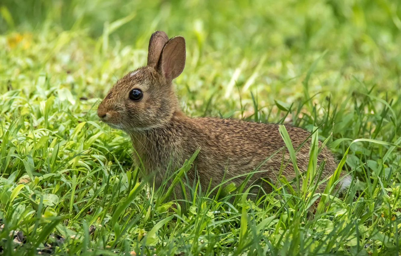 Photo wallpaper grass, ears, Bunny