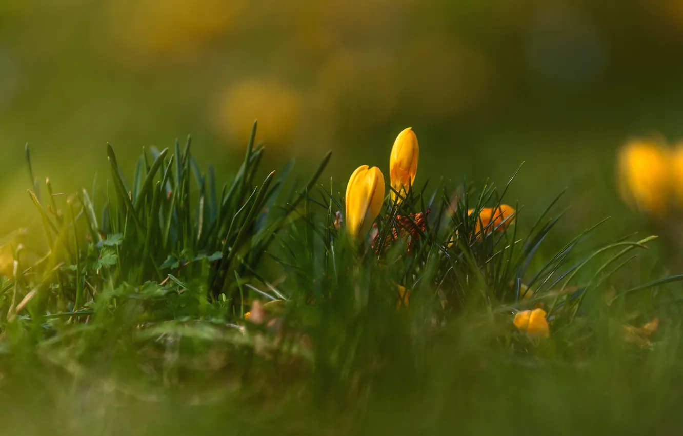 Photo wallpaper flowers, yellow, glade, blur, spring, crocuses, buds, bokeh