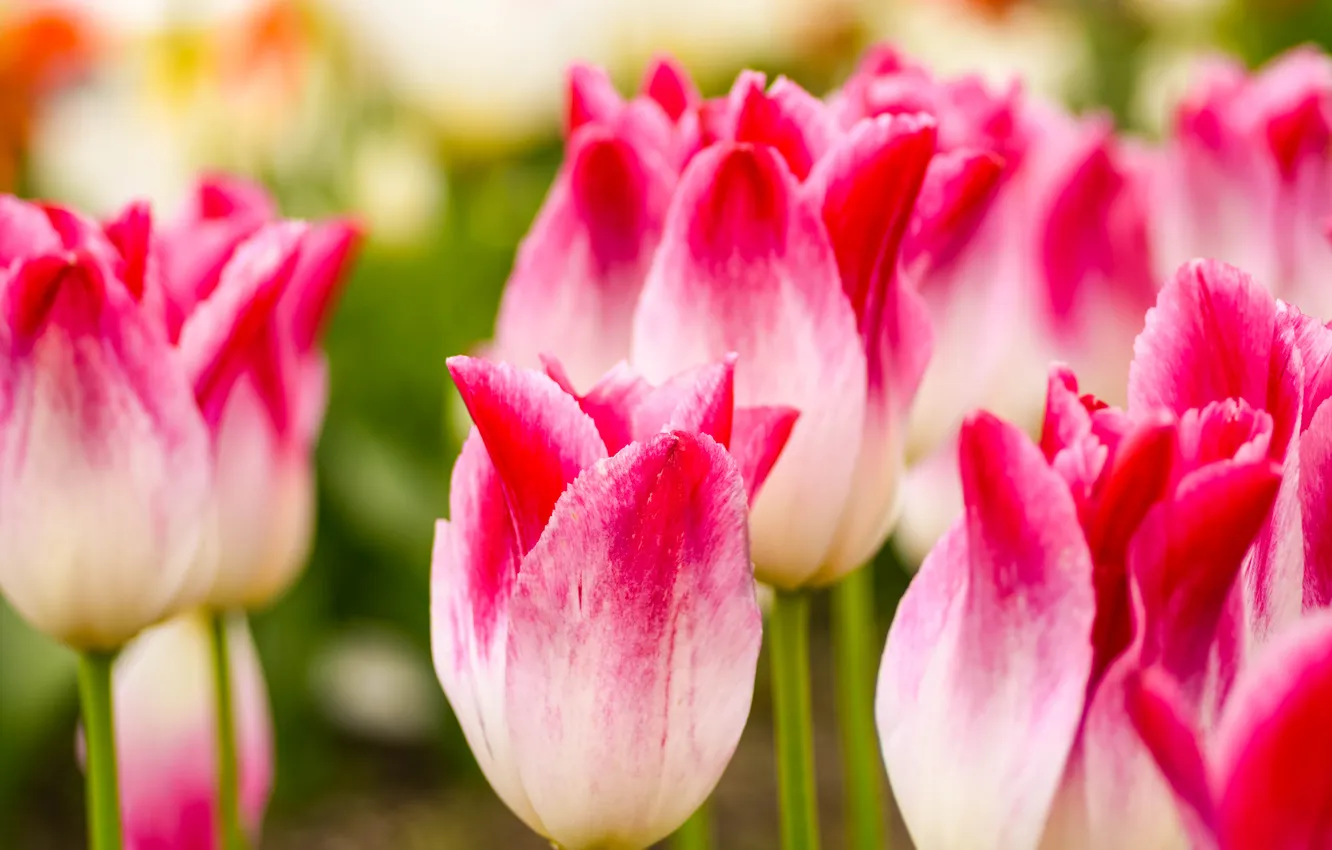Photo wallpaper macro, flowers, spring, tulips, pink, buds, bokeh, two-tone