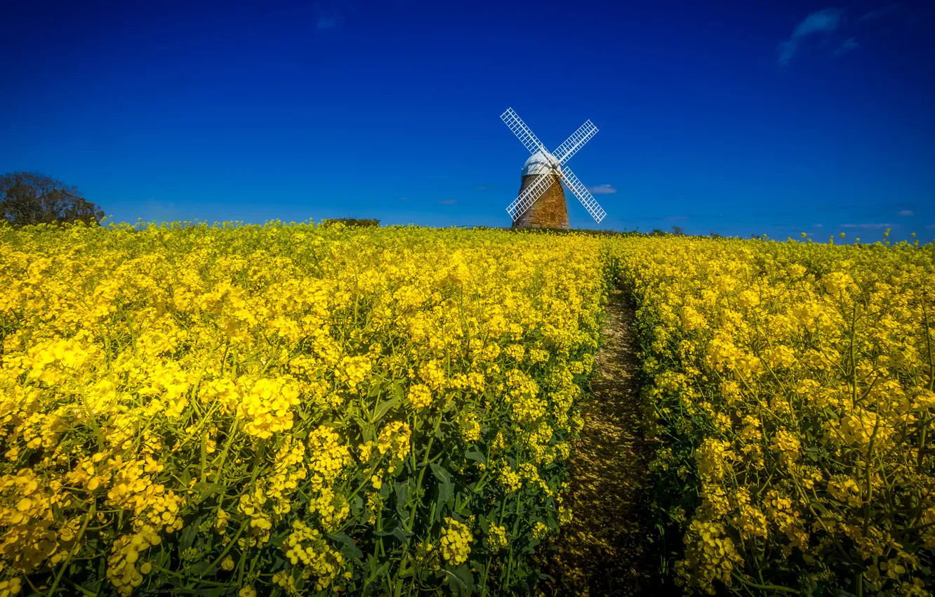 Photo wallpaper the sky, flowers, yellow, blue, spring, path, plantation, rape