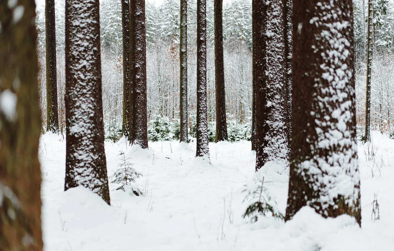 Photo wallpaper forest, winter, cold