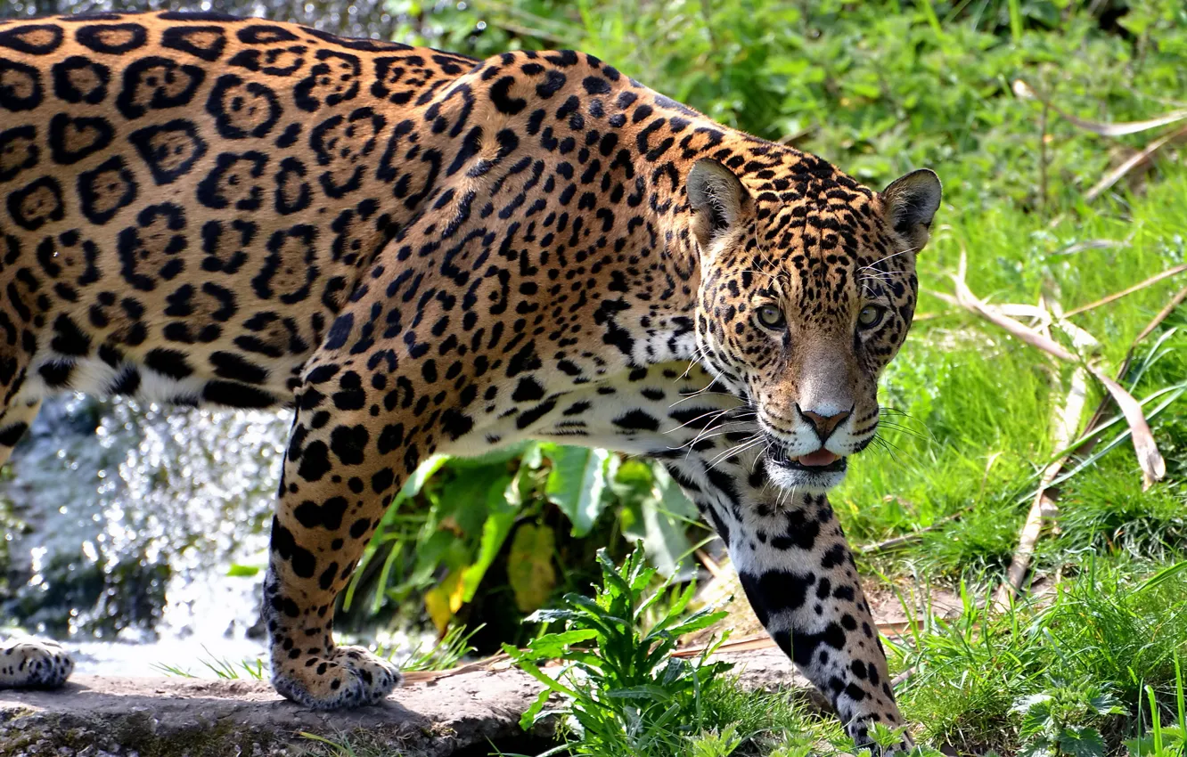 Photo wallpaper mustache, face, predator, Jaguar, is