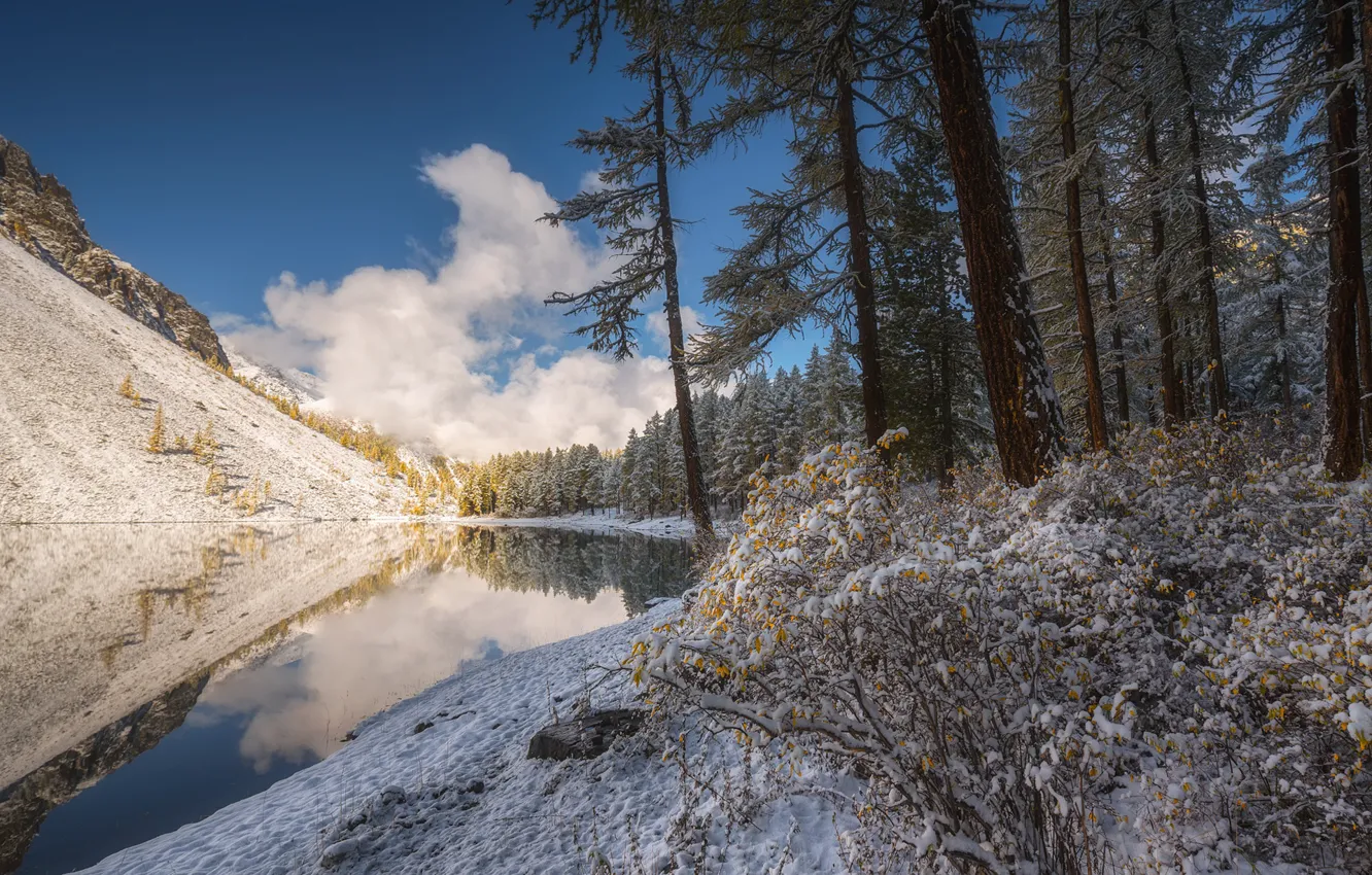 Photo wallpaper winter, forest, trees, river, the bushes