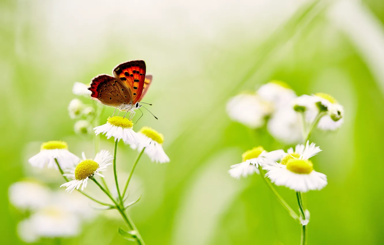 Photo wallpaper flowers, butterfly, wings, stem, buds, bokeh