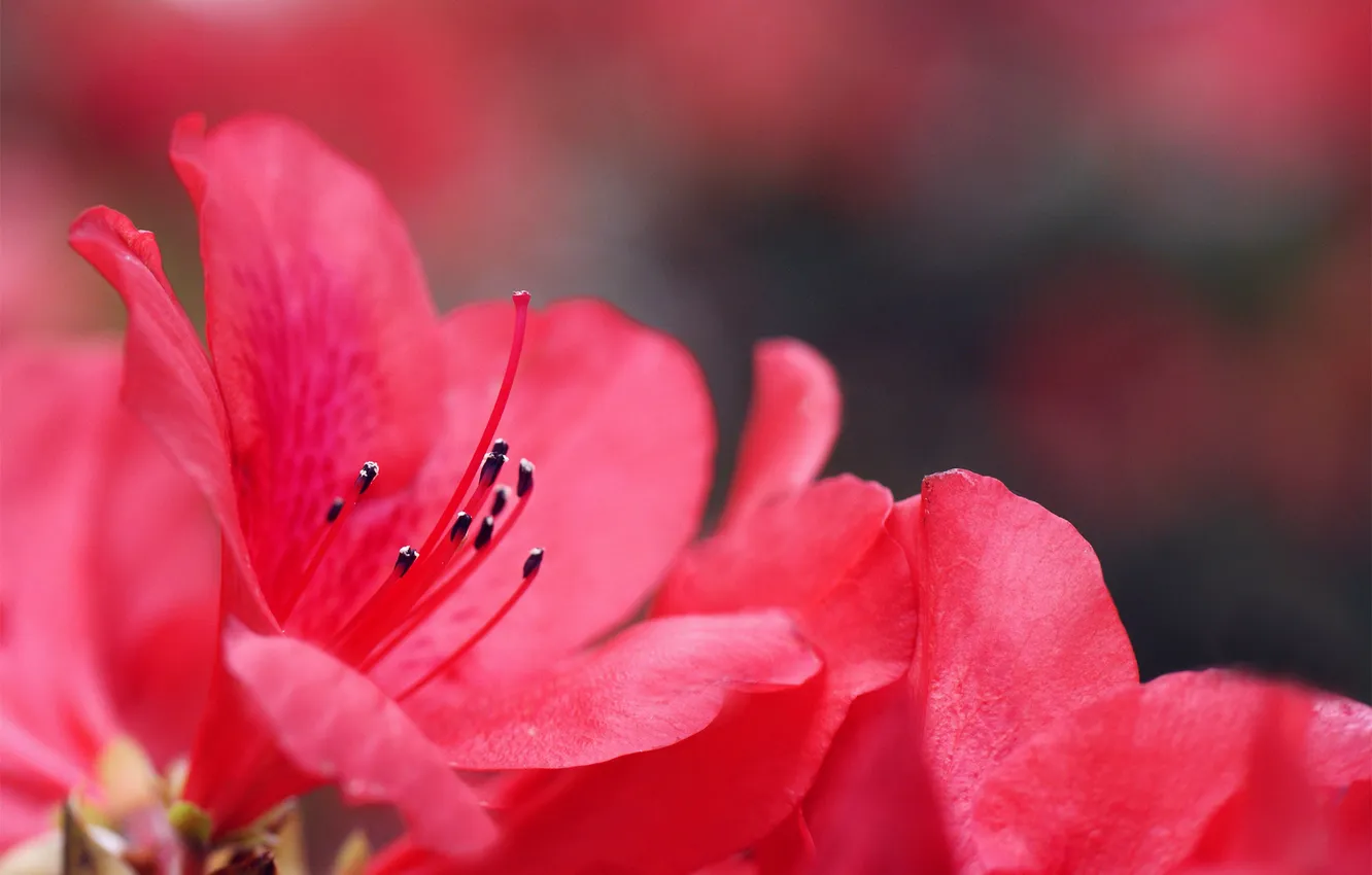 Photo wallpaper flowers, pink, blur, Azalea, Azalea