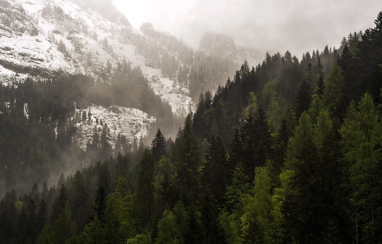 Photo wallpaper forest, landscape, mountains