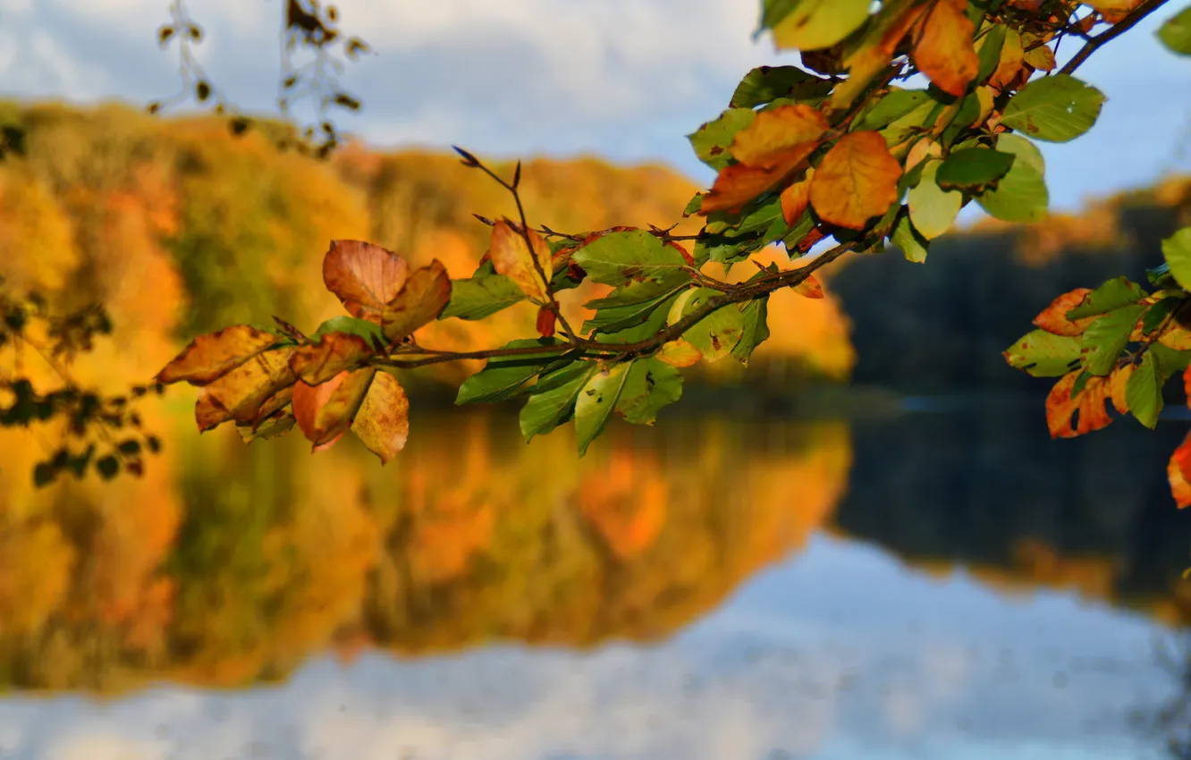 Photo wallpaper autumn, leaves, trees, lake, branch