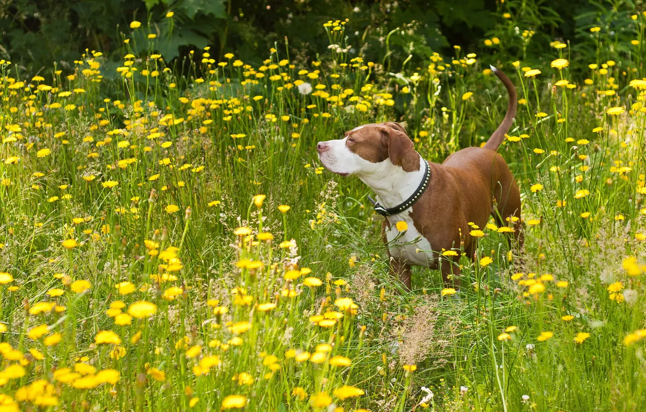 Photo wallpaper field, summer, dog