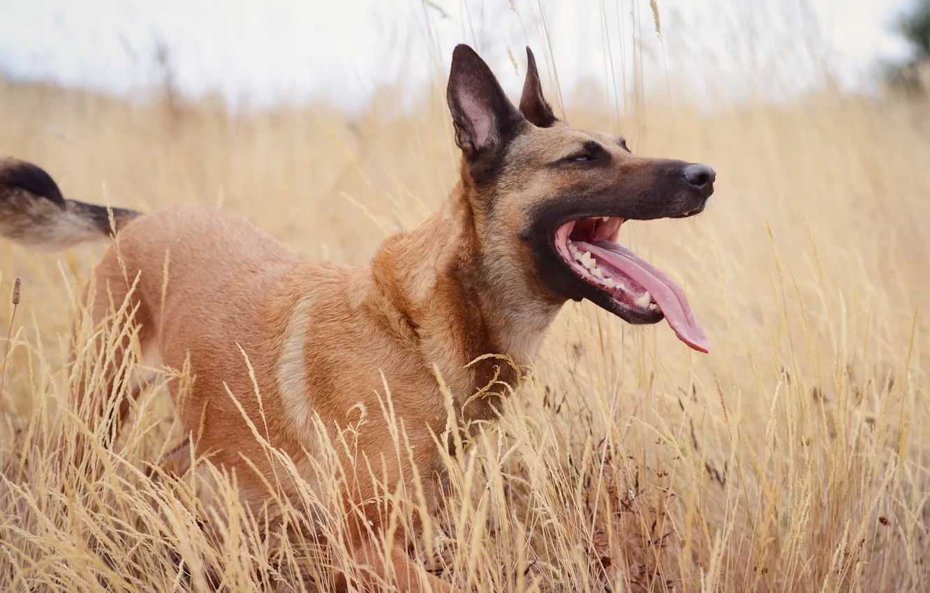 Photo wallpaper field, look, each, dog