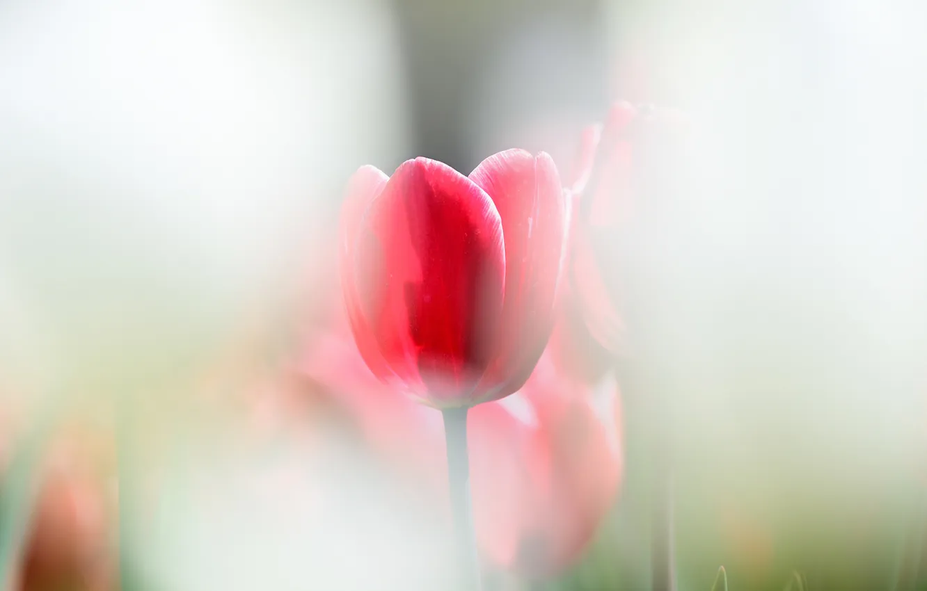 Photo wallpaper nature, petals, tulips, haze