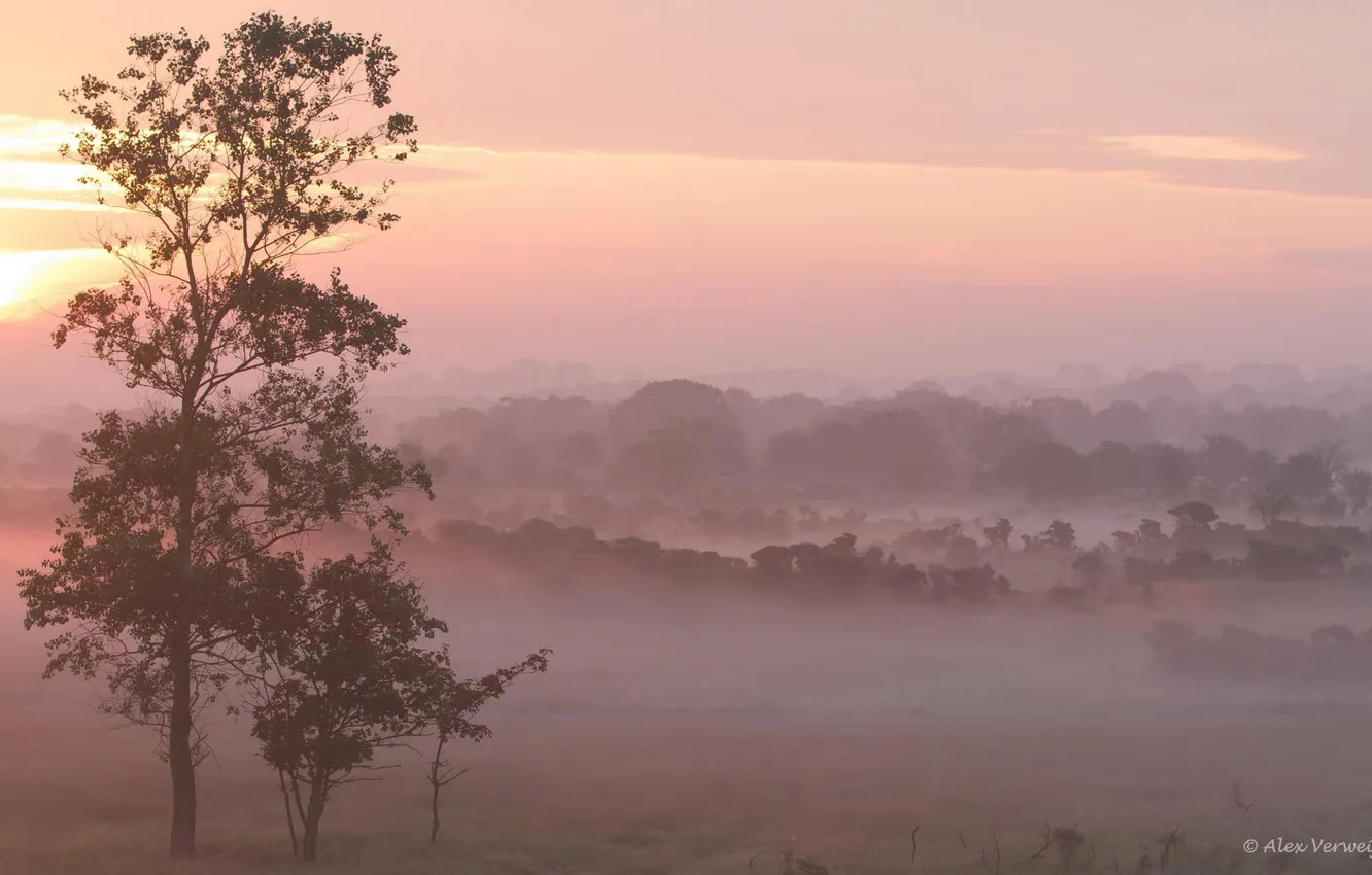 Photo wallpaper field, landscape, nature, fog, tree, morning