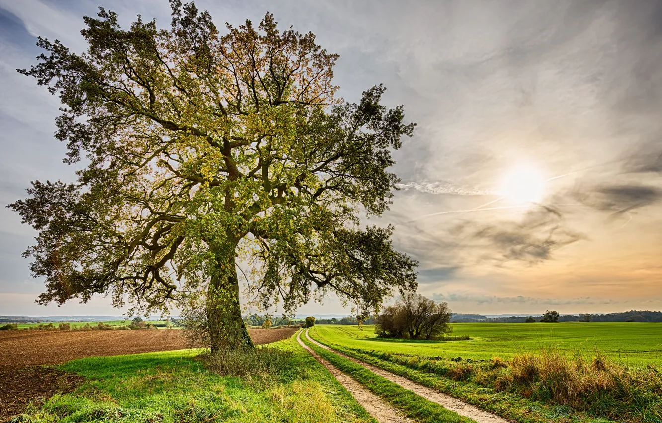 Photo wallpaper road, field, the sky, trees, photo, meadow