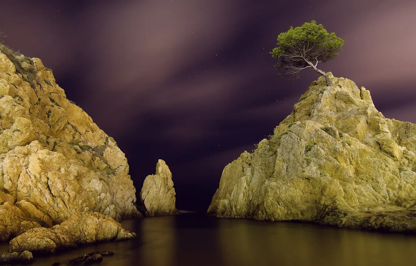 Photo wallpaper stars, night, stones, the ocean, rocks, Tree