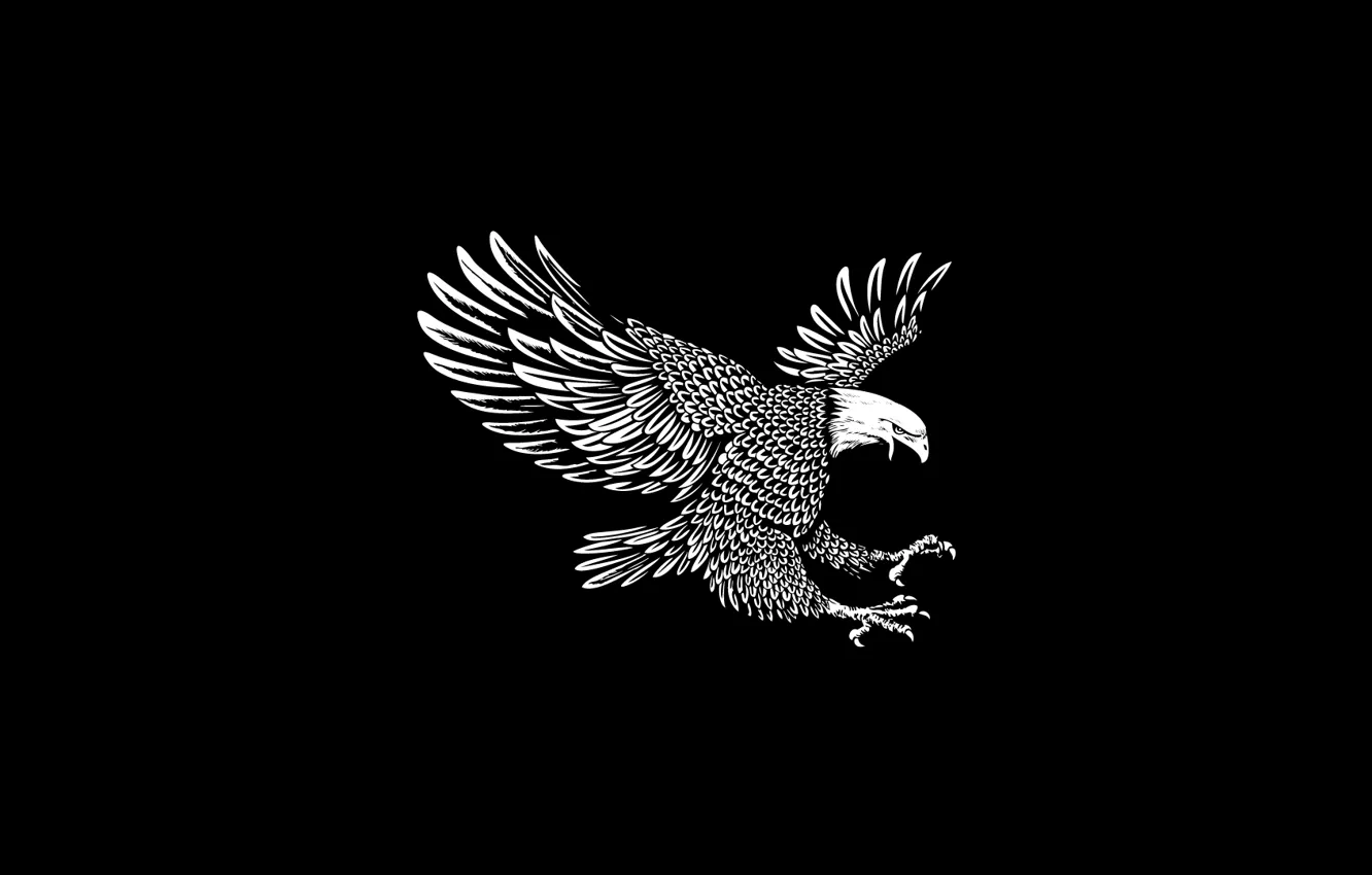Photo wallpaper Eagle, bird, feathers