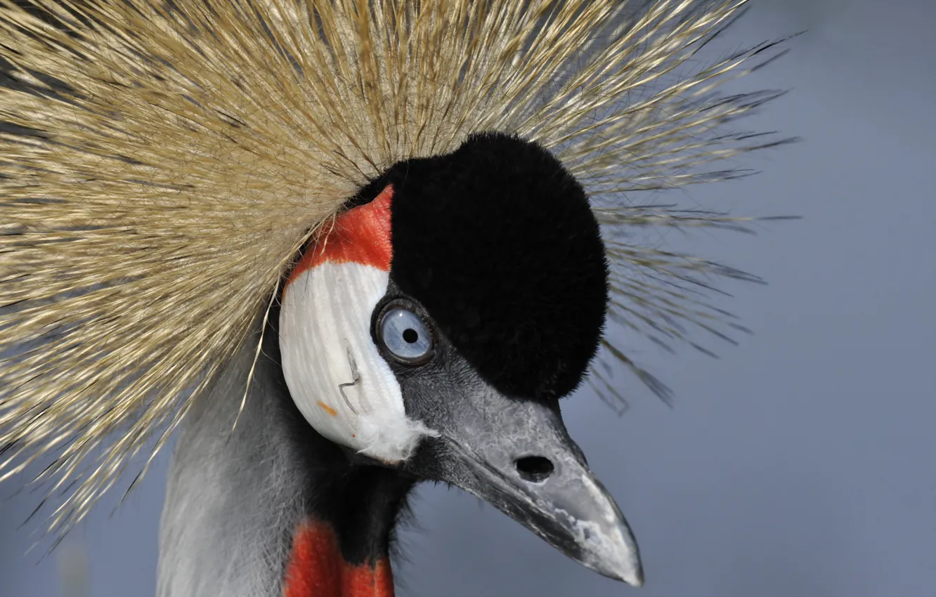 Photo wallpaper macro, bird, Grey crowned crane