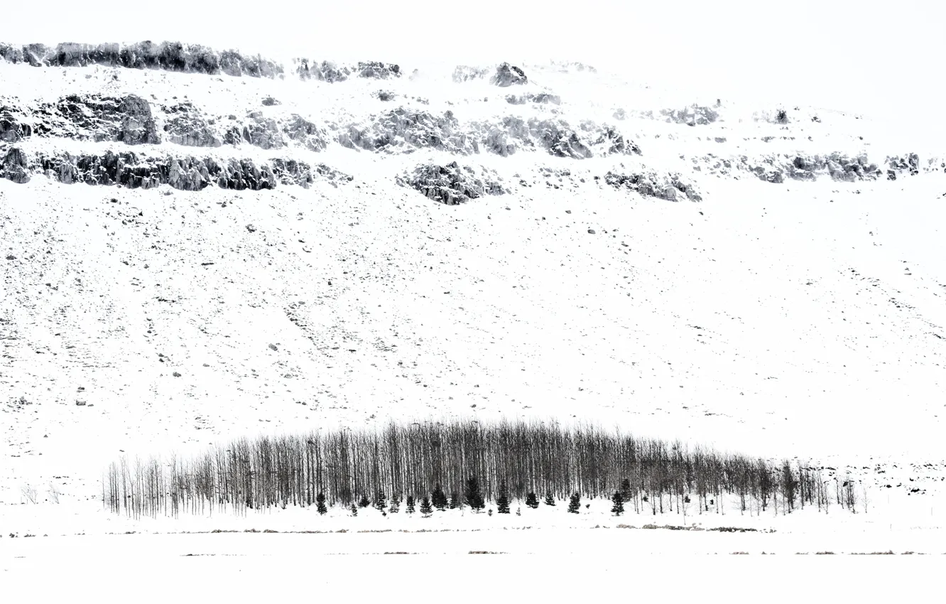 Photo wallpaper winter, snow, trees, Iceland