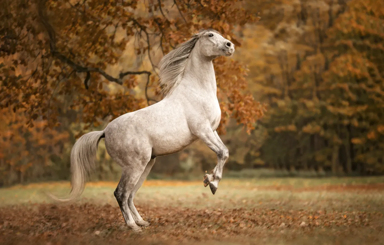 Photo wallpaper autumn, nature, horse