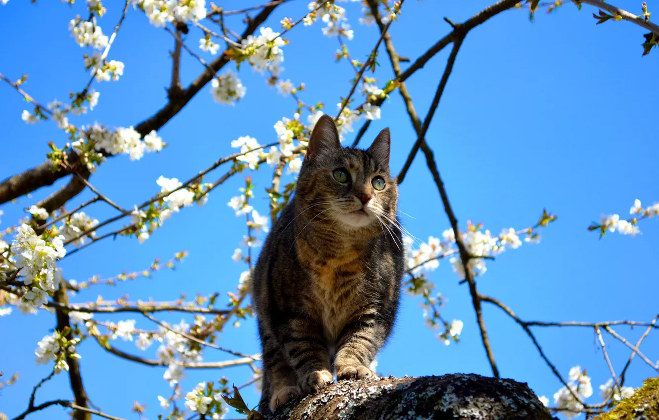 Photo wallpaper cat, spring, flowering