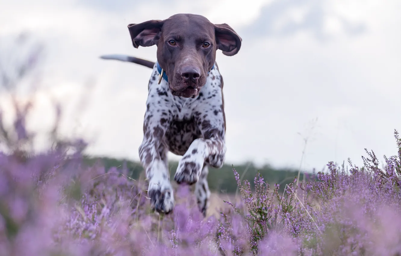 Photo wallpaper dog, meadow, running, walk, Heather, German pointer, shorthaired pointer, German shorthaired pointer