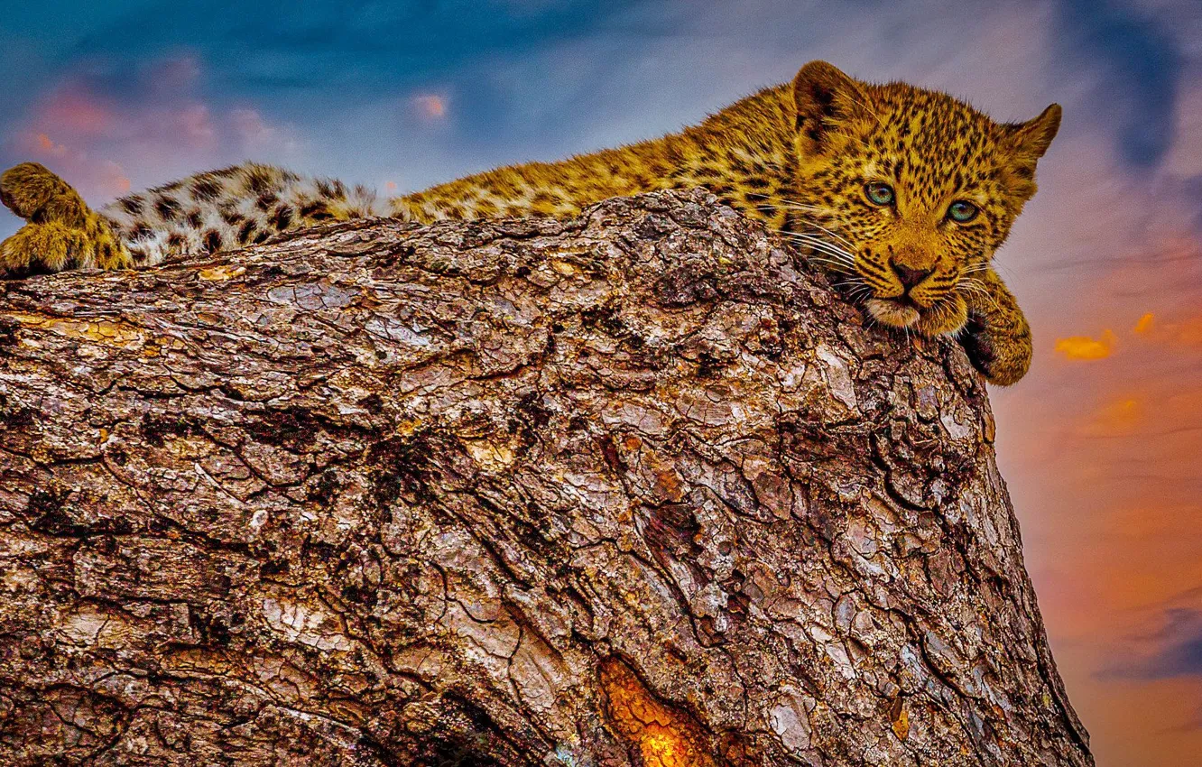 Photo wallpaper sunset, leopard, cub, wild cat