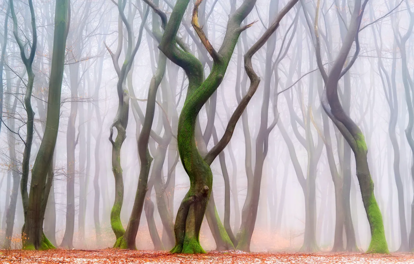 Photo wallpaper forest, trees, Park, trunks, foliage, haze, figure