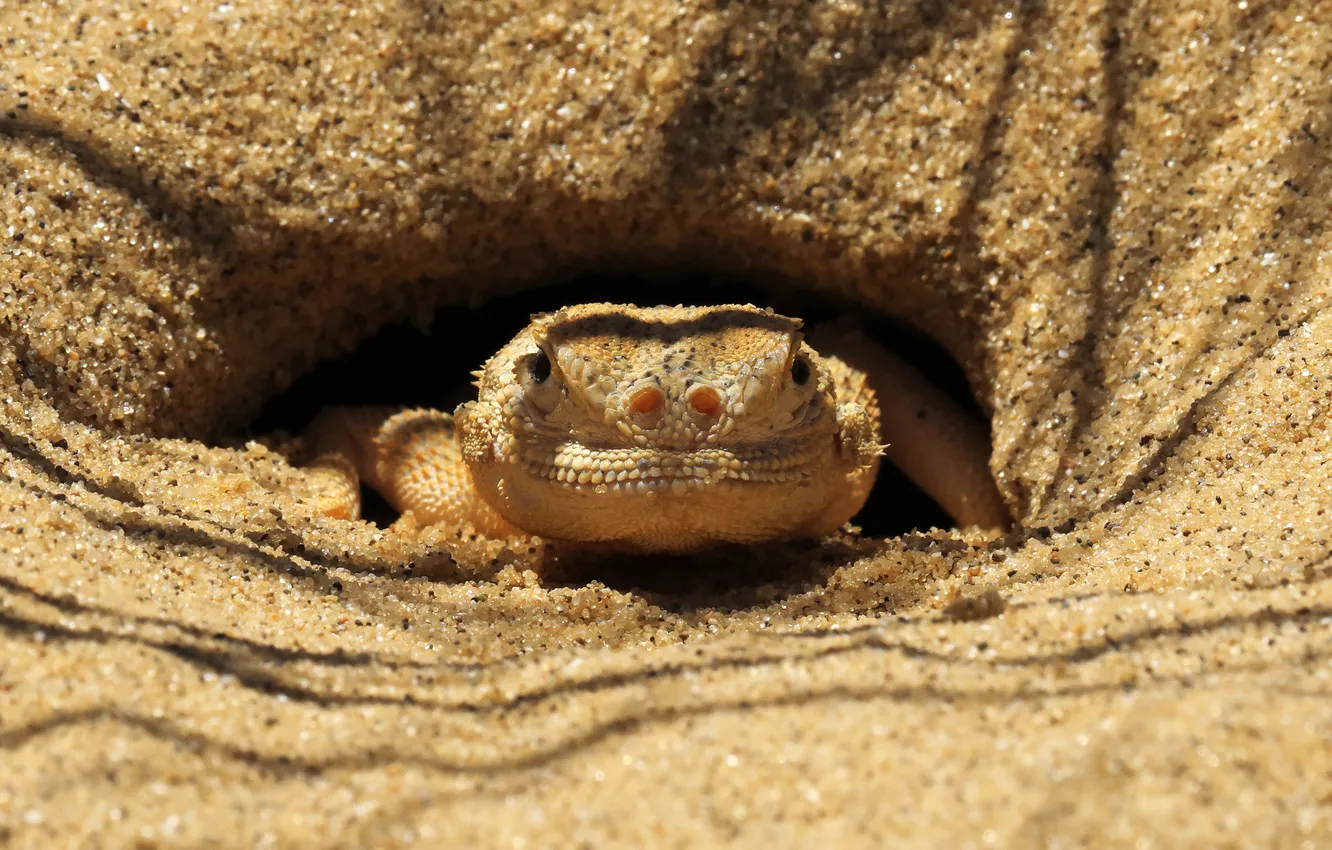 Photo wallpaper sand, Nora, muzzle, reptile, Magov Marat, Roundhead