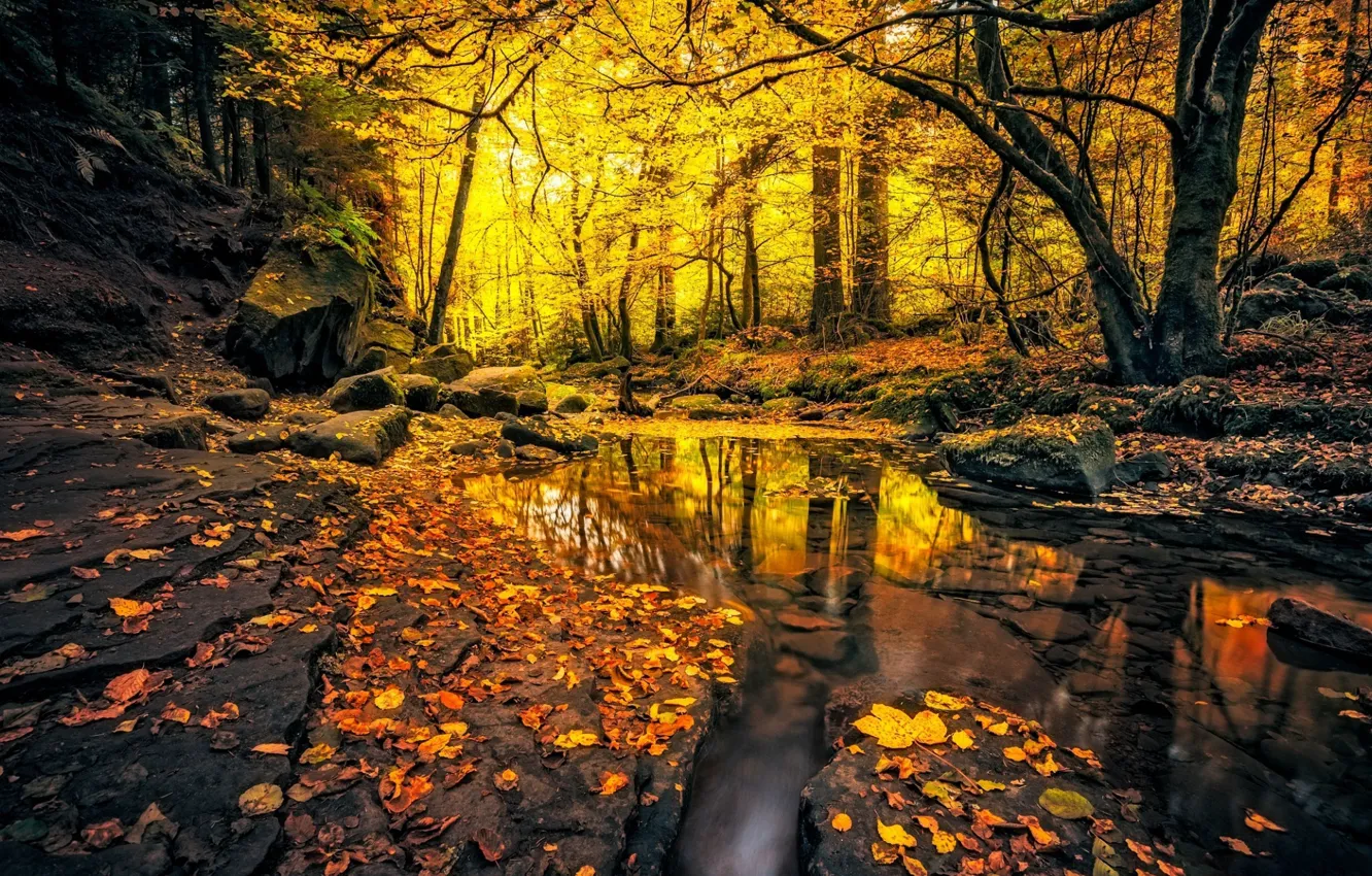 Photo wallpaper autumn, forest, stream