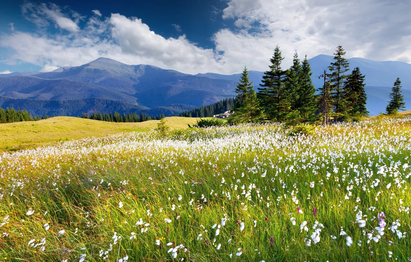 Photo wallpaper forest, the sky, grass, clouds, trees, landscape, flowers, mountains