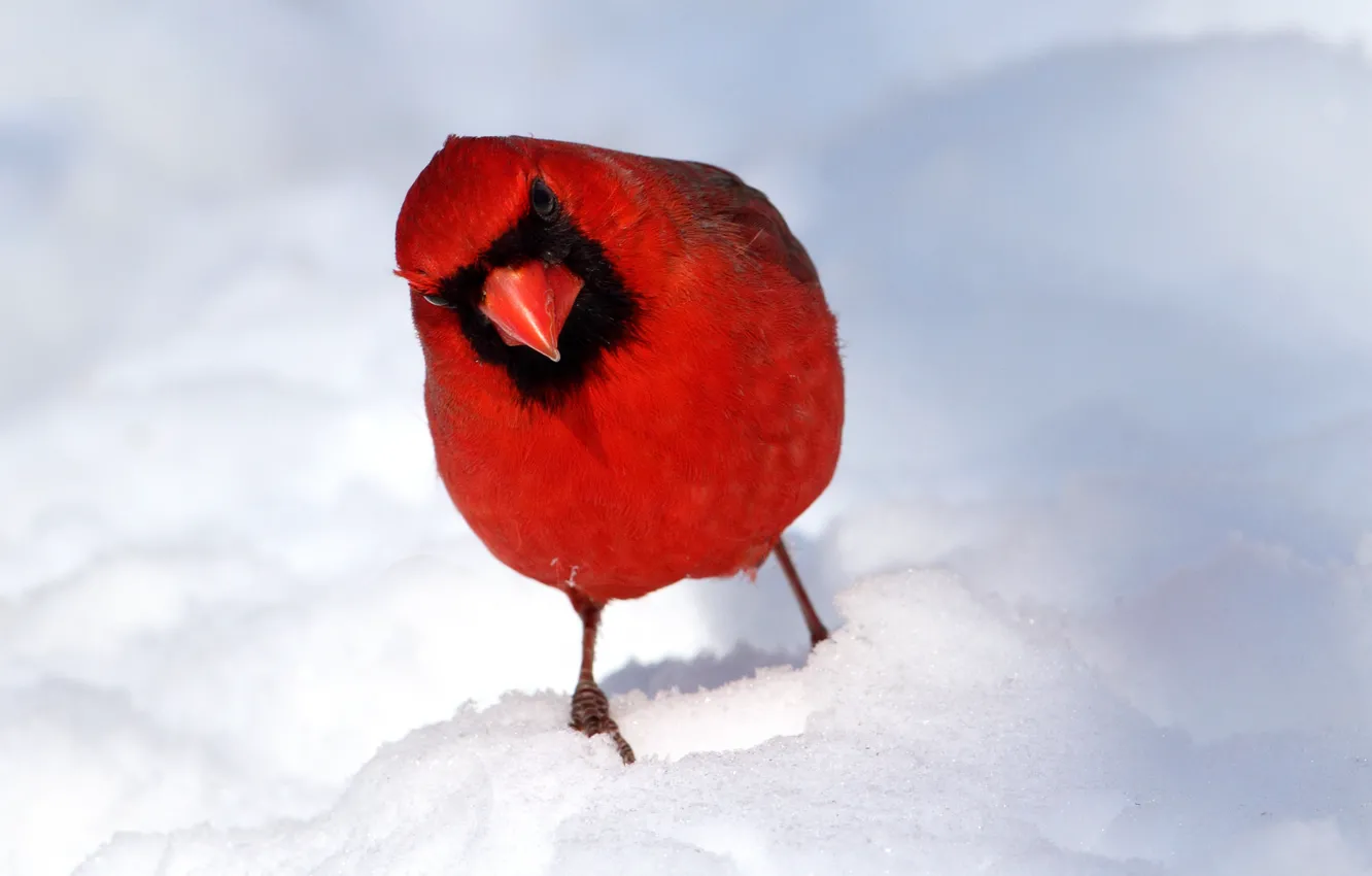 Photo wallpaper winter, snow, bird, feathers, beak, cardinal