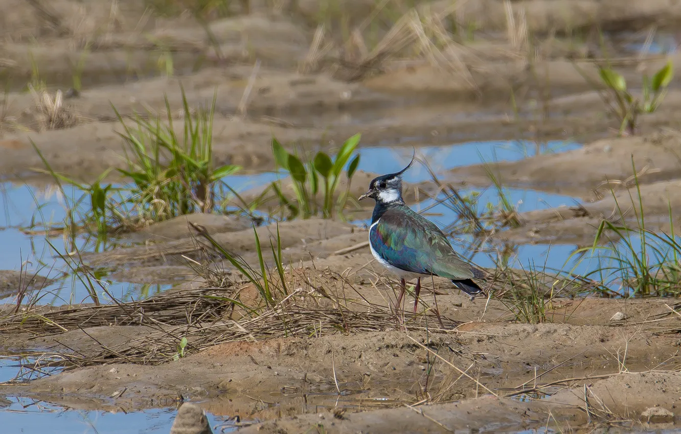 Photo wallpaper field, bird, spring, Chibis, photo hunting