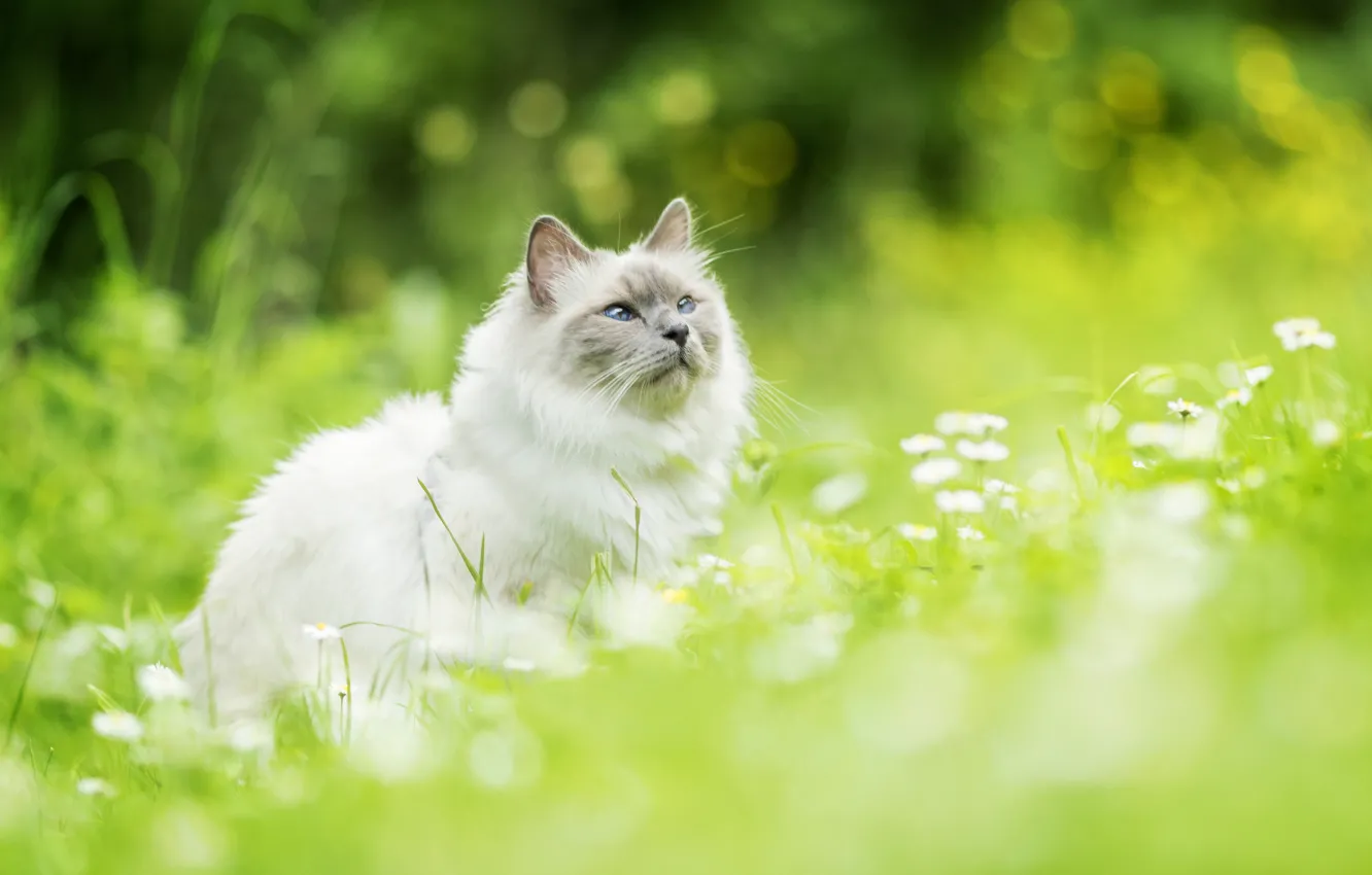 Photo wallpaper cat, flowers, bokeh, Ragdoll