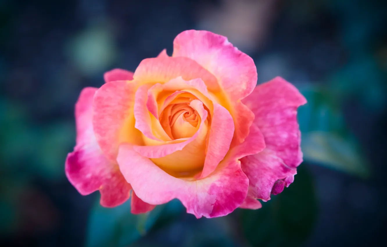 Photo wallpaper macro, background, pink, rose, petals, Bud