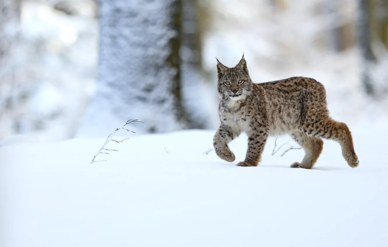 Photo wallpaper winter, snow, trees, walk, lynx
