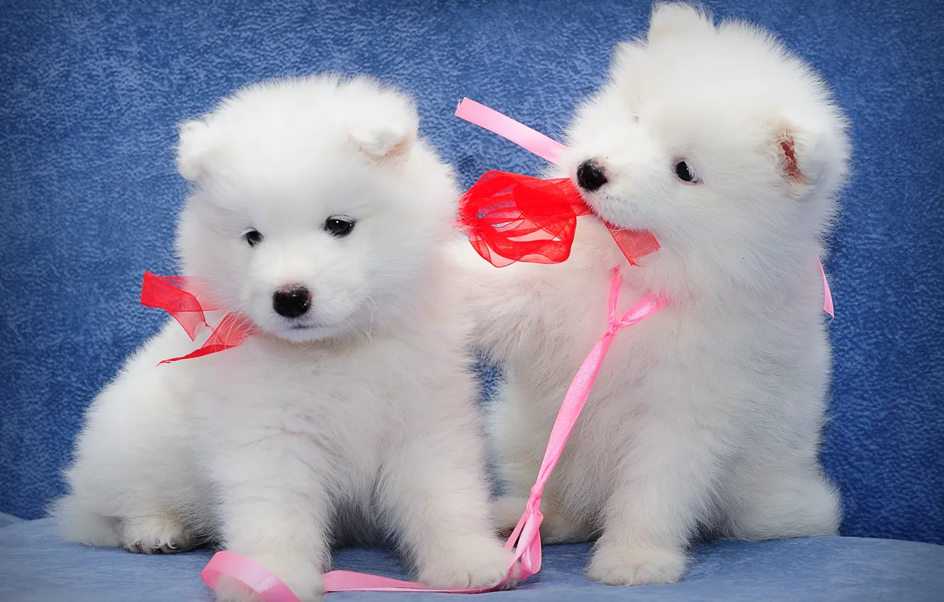 Photo wallpaper dogs, puppies, kids, a couple, Samoyed