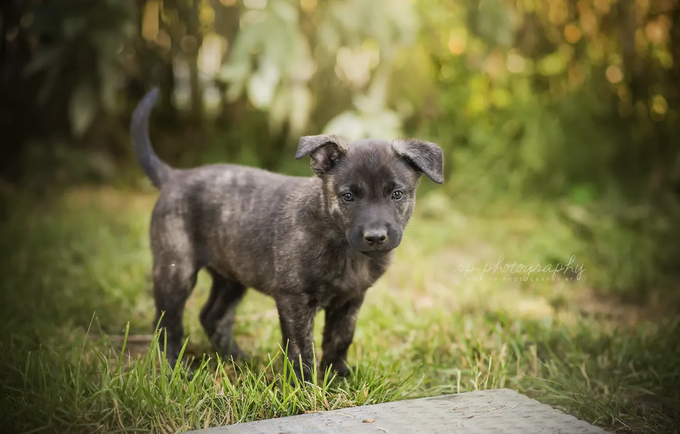 Photo wallpaper summer, dog, puppy