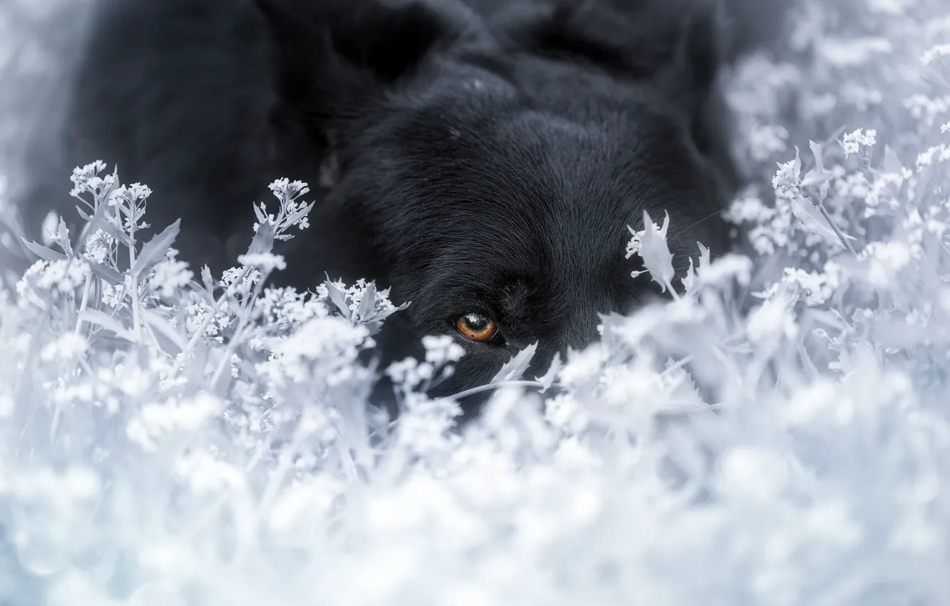 Photo wallpaper look, each, dog