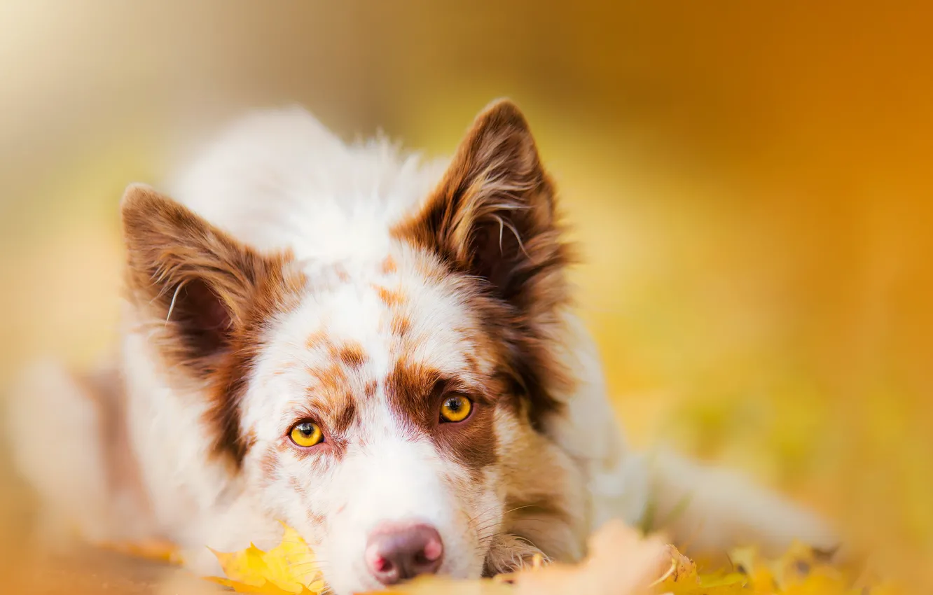 Photo wallpaper autumn, look, each, dog