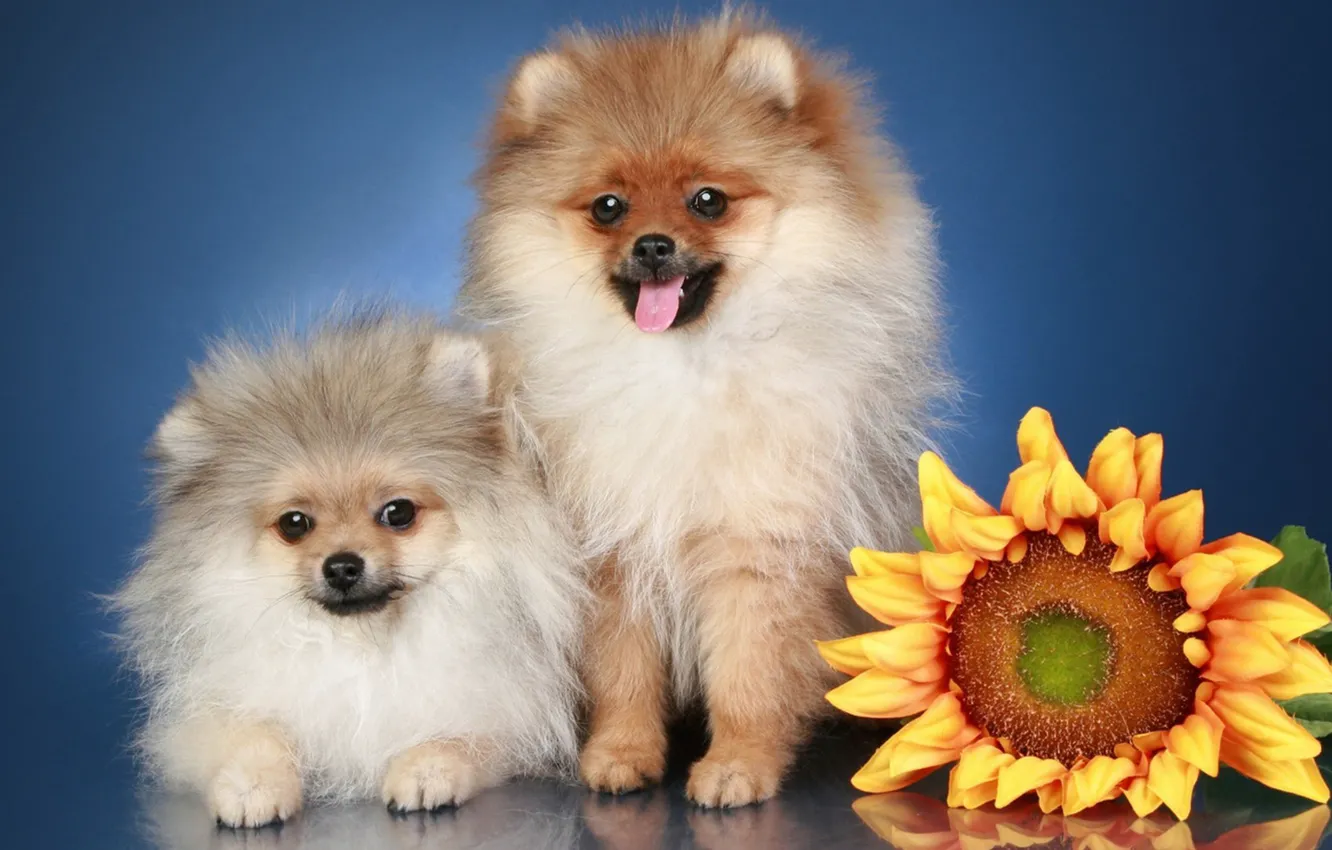 Photo wallpaper flowers, dog, pussy